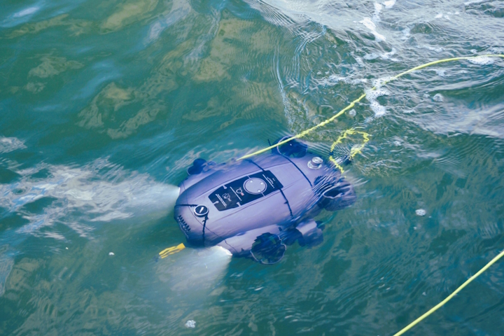 ROV-Fifish